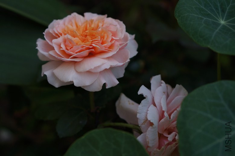 DSC07293_conew1.jpg