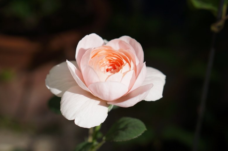 DSC07302_conew1.jpg