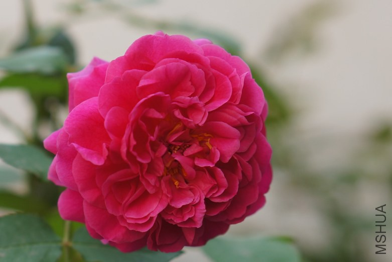 DSC07312_conew1.jpg