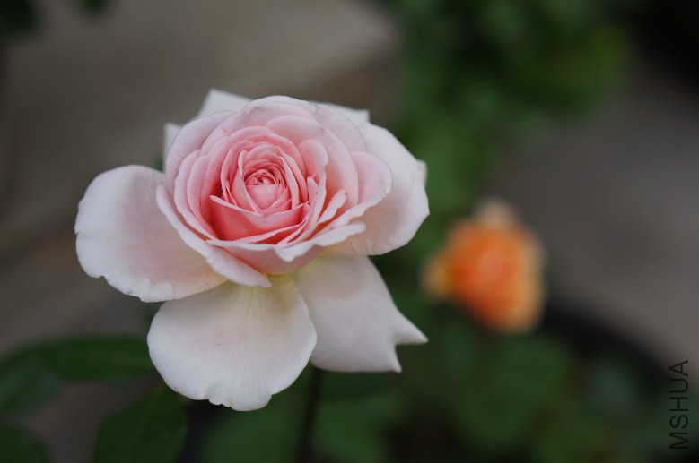DSC07330_conew1.jpg