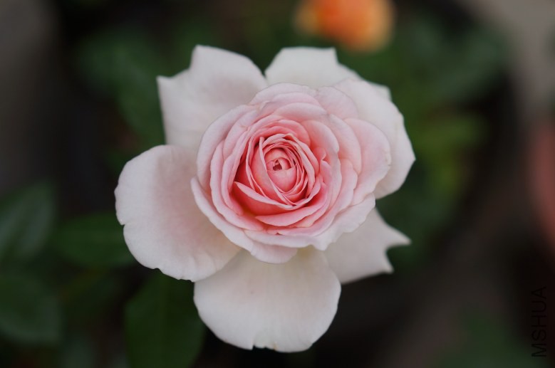 DSC07328_conew1.jpg