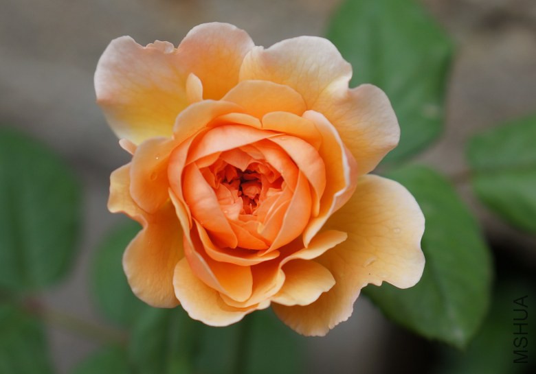 DSC07331_conew1.jpg