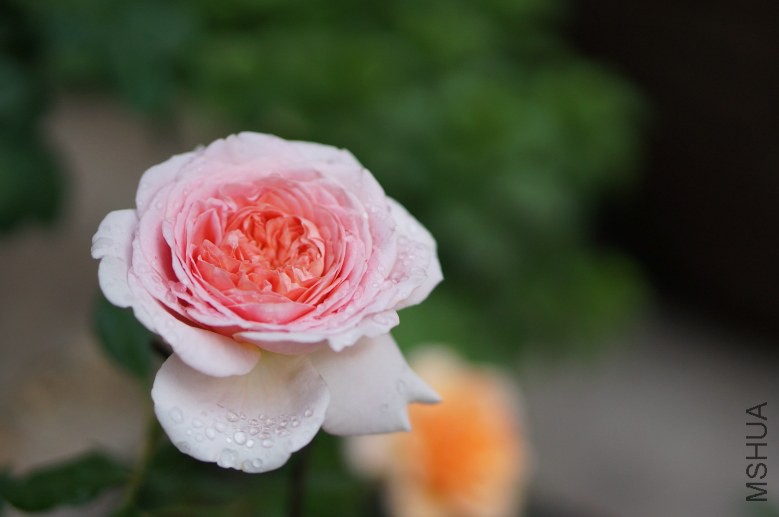 DSC07406_conew1.jpg