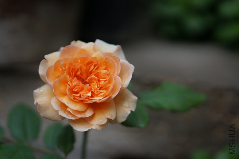DSC07407_conew1.jpg
