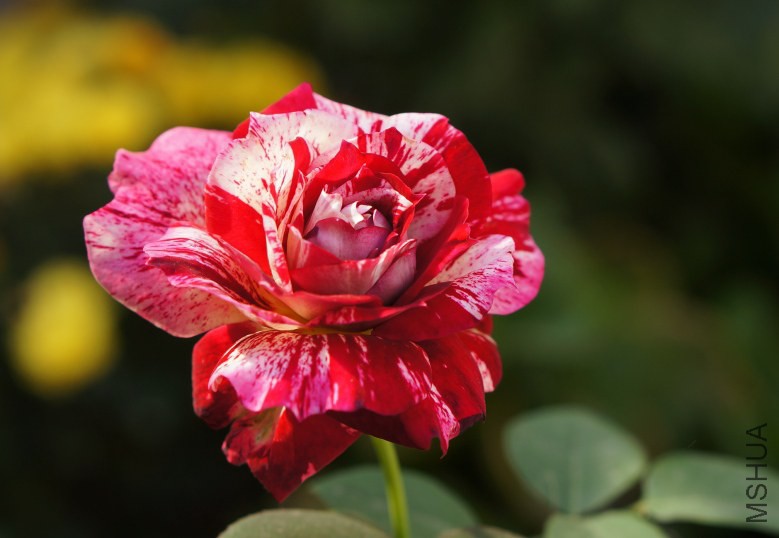 DSC07495_conew1.jpg