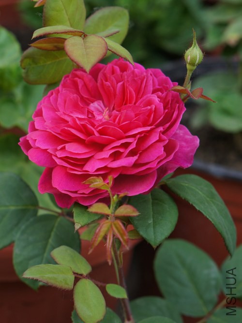 DSC07020_conew1.jpg