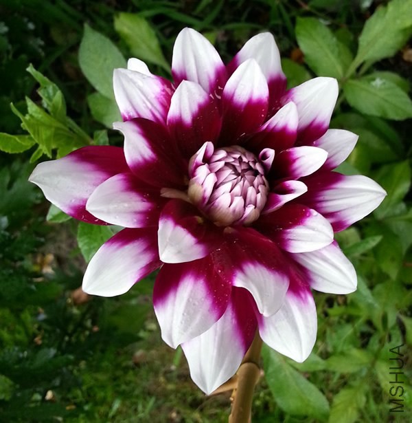 �������� Mystery Day20140630.jpg