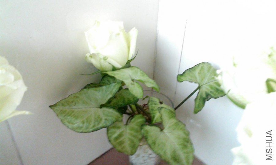 psb (5).jpg