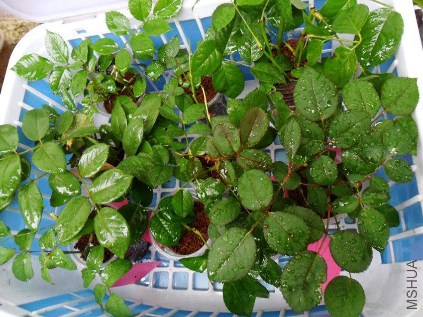 Ǥ�� �¹ⱦ��.jpg