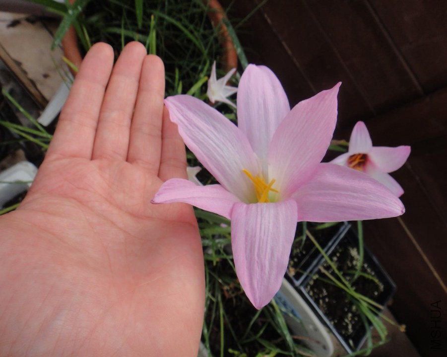 DSC08947.JPG