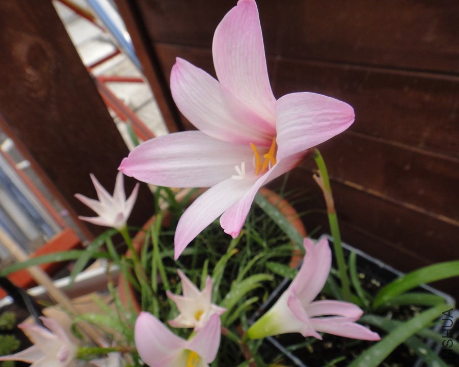 DSC08950.JPG
