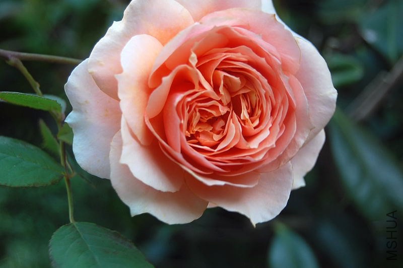 DSC_01100110.JPG
