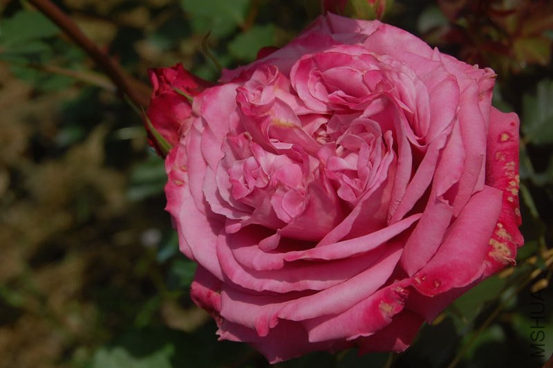 DSC_09830983.JPG