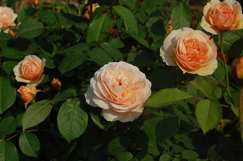 DSC_00540054.JPG