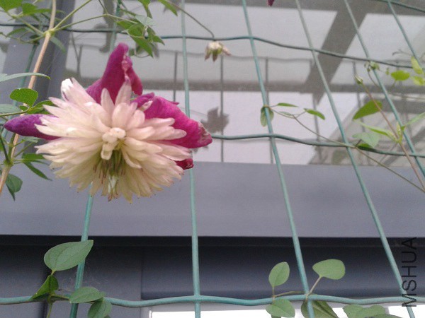 20140701_055023.jpg