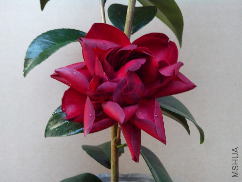 ��ɫ���ţ��뿪��