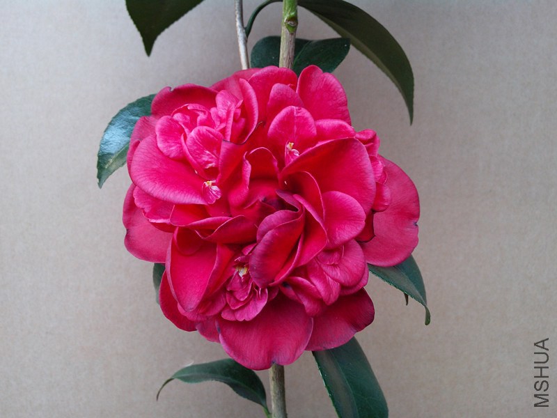 ��ɫ���ţ�ȫ����