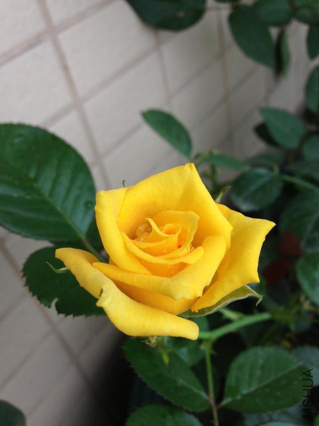 ����ƽ�2