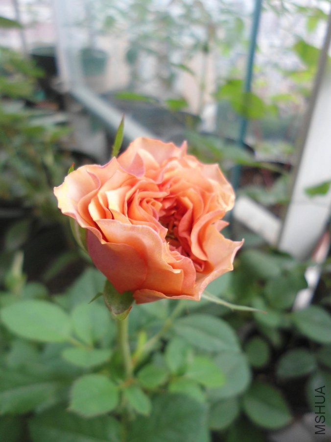 DSC02742.JPG