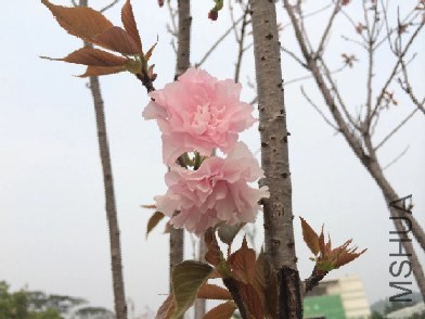 �����ڸ���ũ�ִ�ѧ