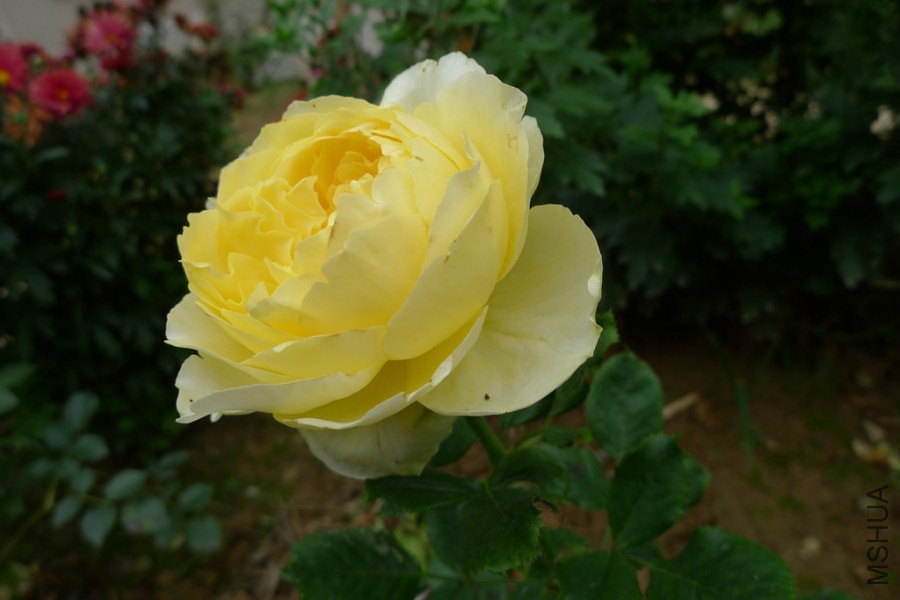 P1020536.JPG