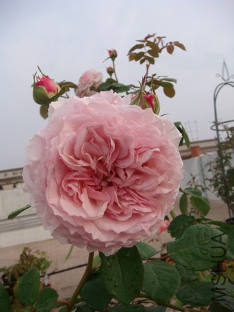 DSC06048.JPG