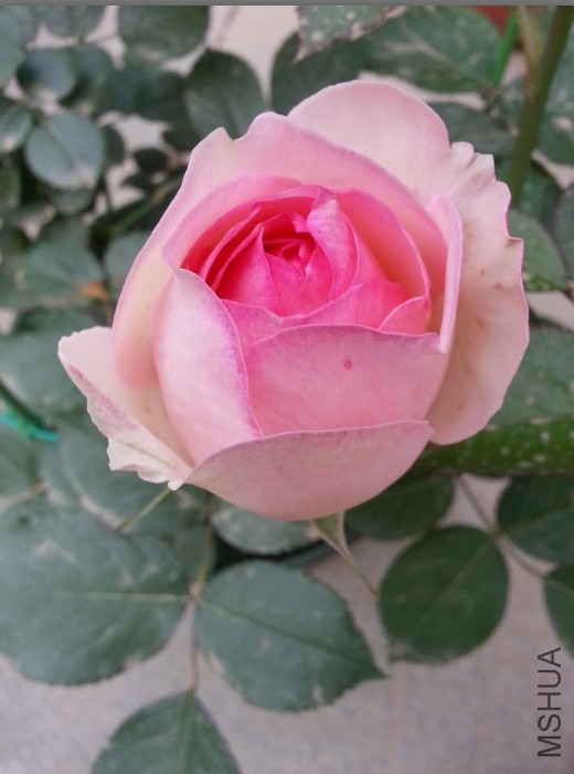 �������ǩ��