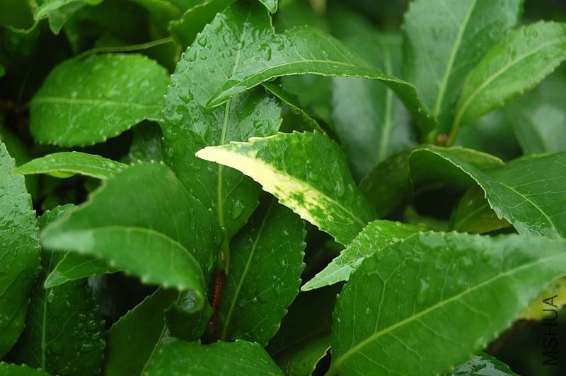 DSC_00980098.JPG