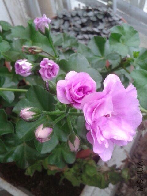 QQͼƬ20140703115022.jpg