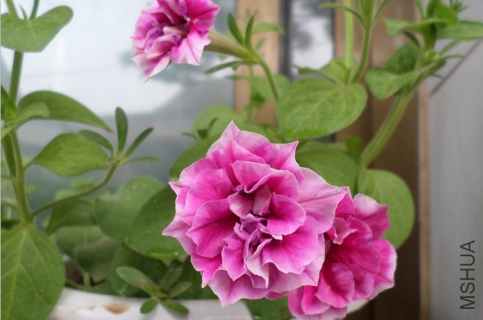 QQͼƬ20140703132453��ţ.jpg