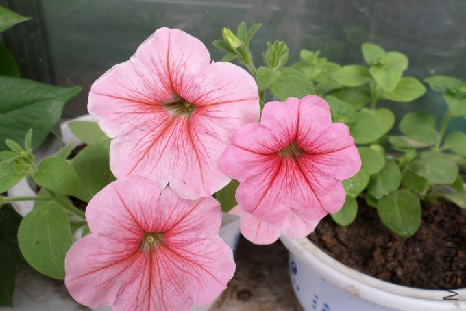 QQͼƬ20140703132634ţ.jpg