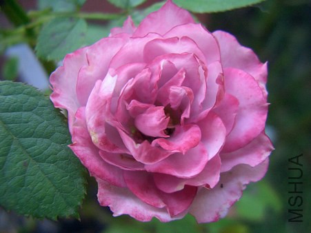 ��ߩ`�ѥ�`�� (19).jpg