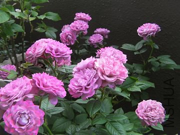 ��ߩ`�ѥ�`�� (12).jpg