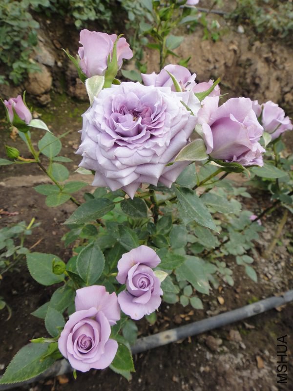 Lavender Folies (41).jpg