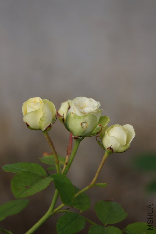 DSC03055.JPG