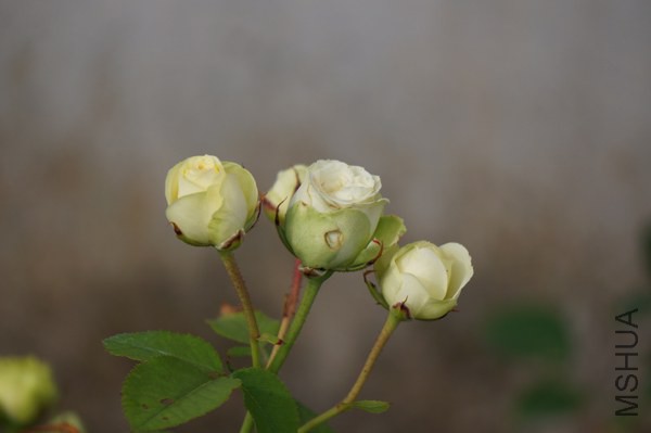 DSC03054.JPG