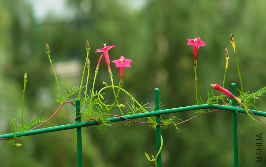 ��ɫ����