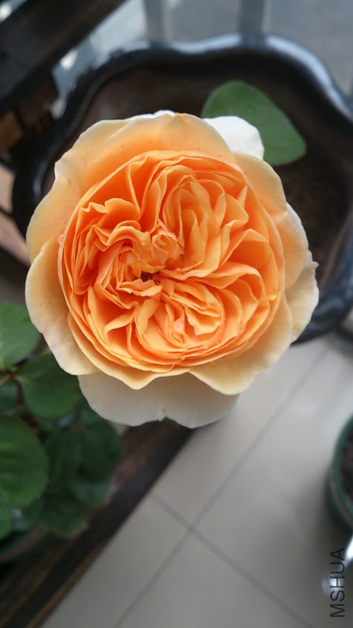 DSC_0887.jpg