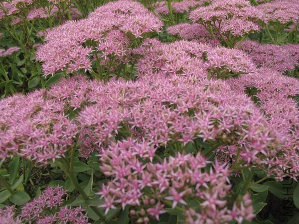 2010831618487569.jpg