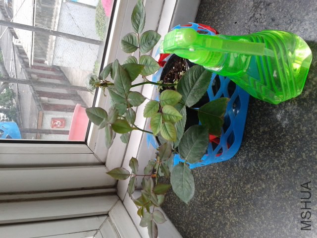 20140705_124820.jpg