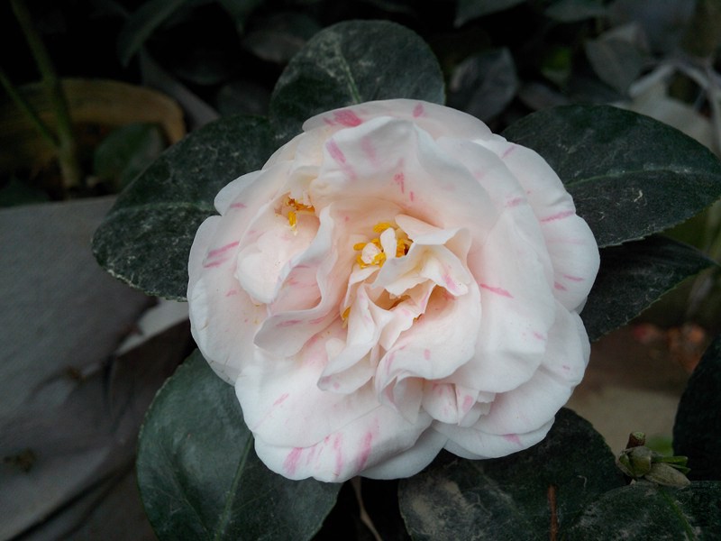 ���屦������ʮ��Ц��