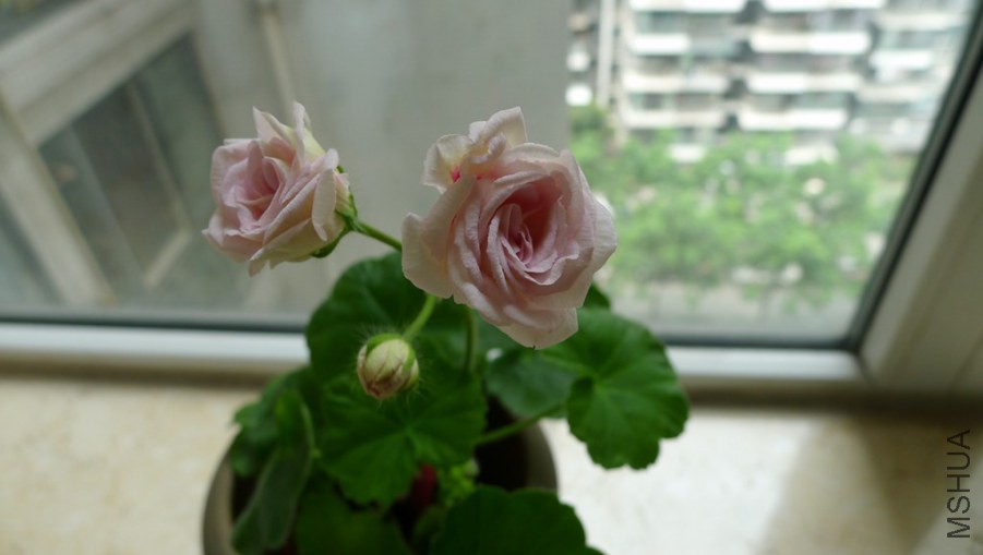 P1130887.JPG
