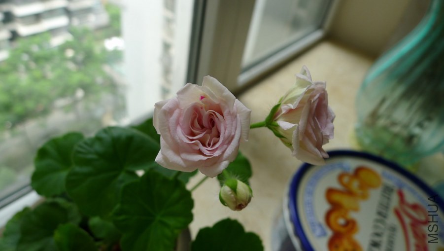 P1130890.JPG
