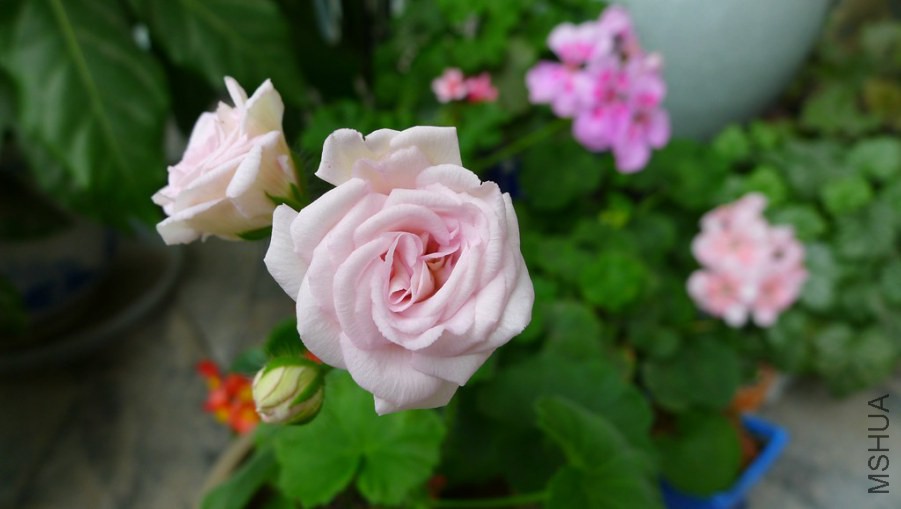 P1130913.JPG