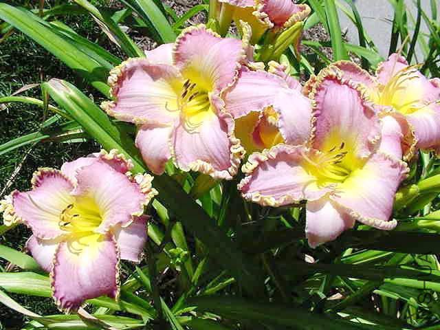 Hemerocallis darla anita group2.jpg