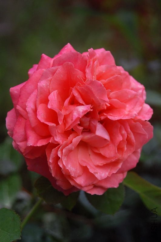 DSC_00250025.JPG
