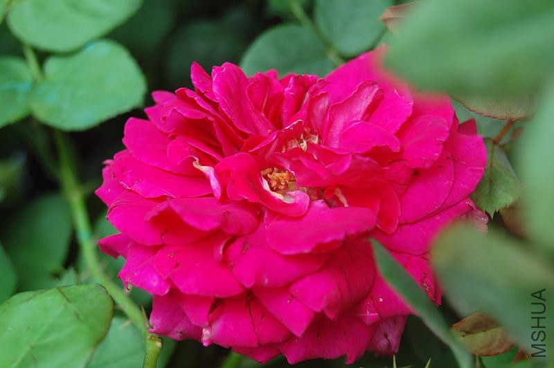 DSC_00170017.JPG