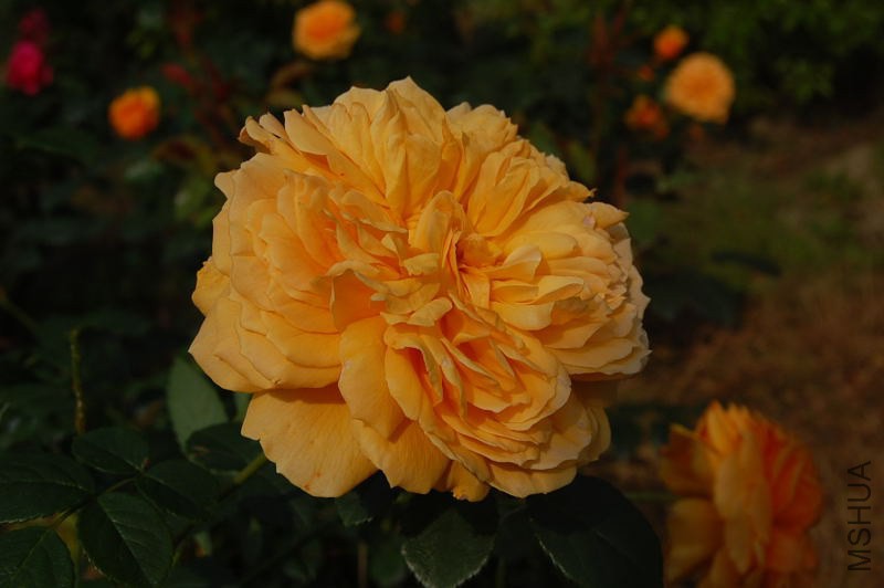 DSC_02820282.JPG