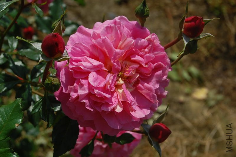 DSC_07710771.JPG