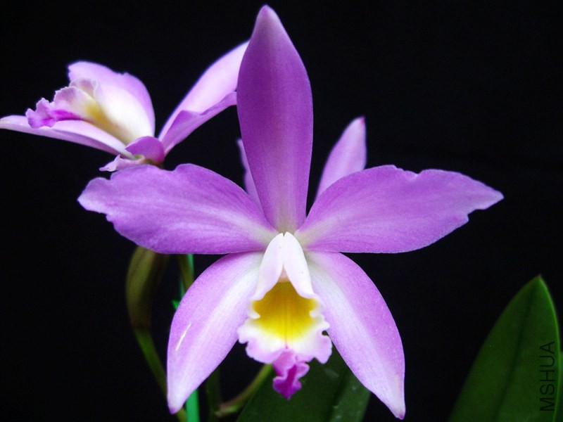 IMG_0411.jpg